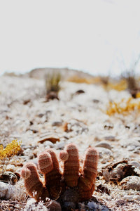 MAGICAL CACTUS MARFA PRINT